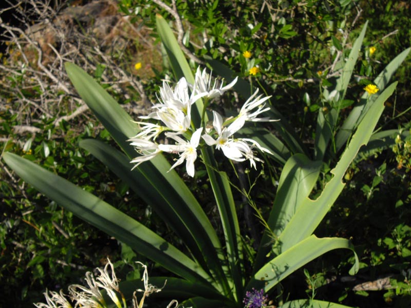 Pancratium illyricum photo